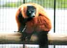 動物図鑑・アカエリマキキツネザルの写真 5